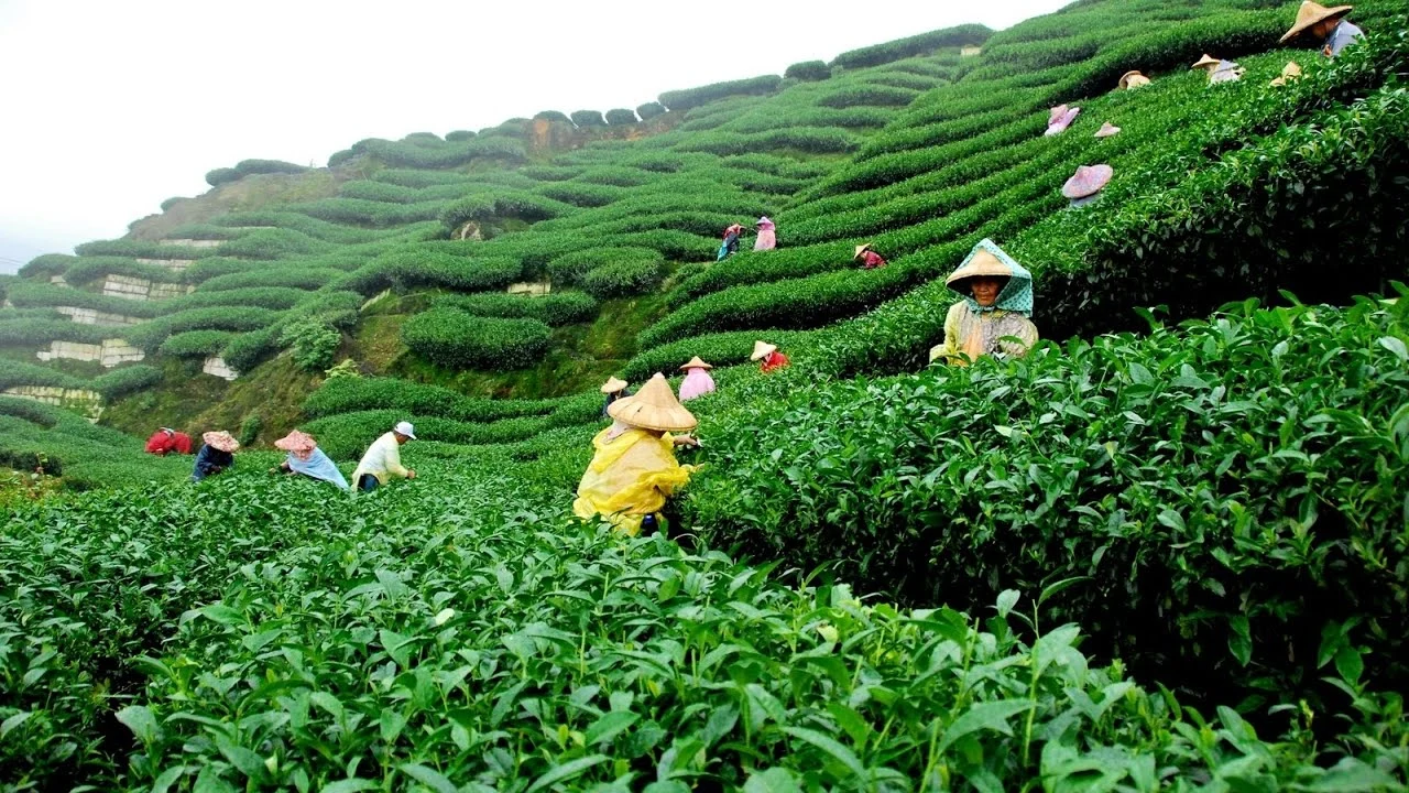 Tea Garden Banner 2